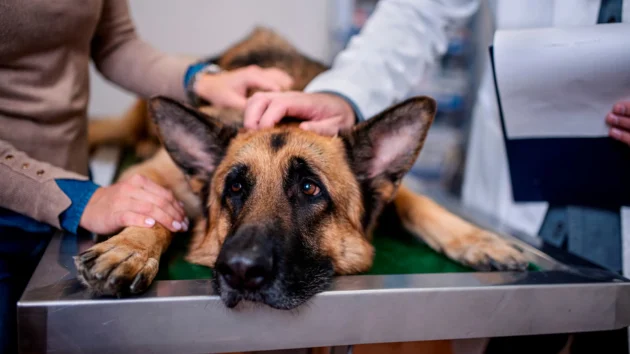 FDA approves 12-month flea treatment for dogs, marking veterinary breakthrough