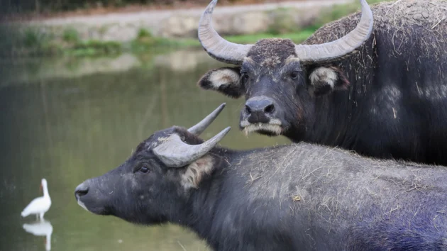Water buffaloes kill farmer after he becomes trapped in their enclosure