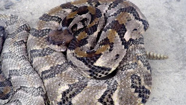 Tennessee hiker dies after being bitten by venomous snake, officials say